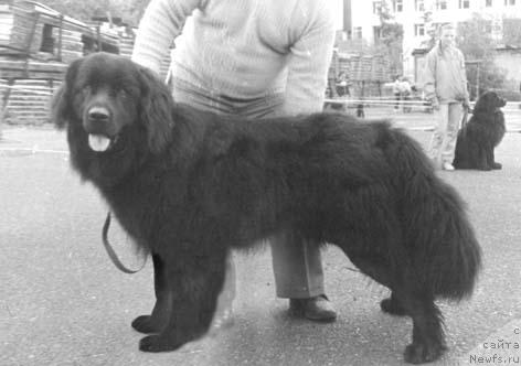 Фото: ньюфаундленд Клайд Рос оф Лайф Сейвер