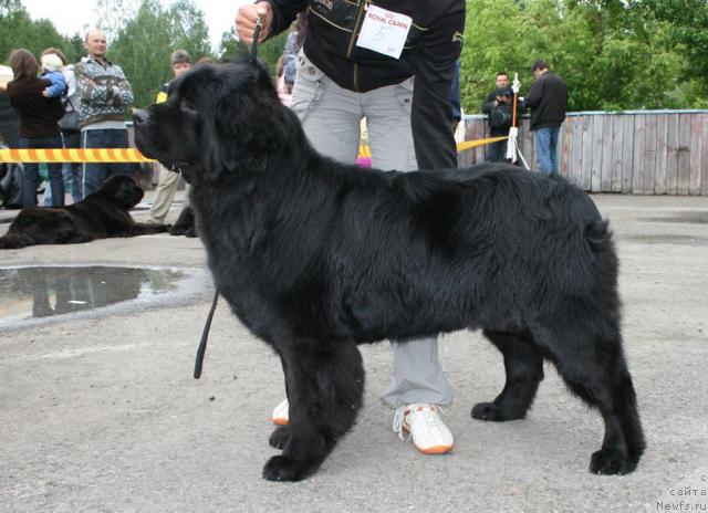 Фото: ньюфаундленд Терра Нова от Сибирского Медведя