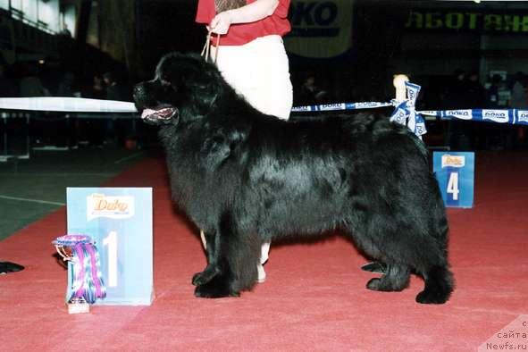 Фото: ньюфаундленд Кумир из Медвежьего Яра (Kumir iz Medvejyego Yara)