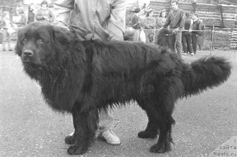 Фото: ньюфаундленд Астор Уилант