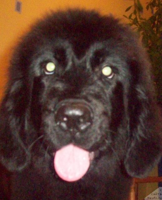 Фото: ньюфаундленд Любовь Земная