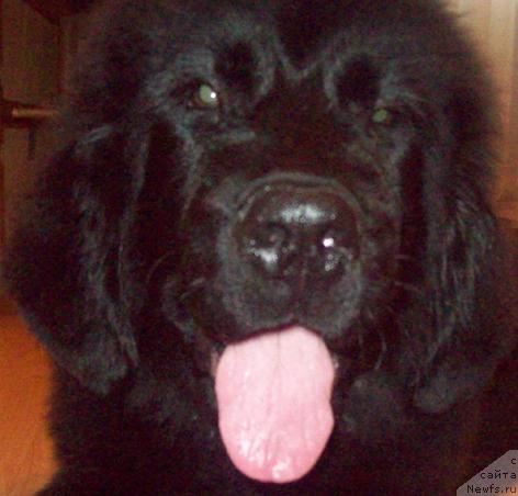 Фото: ньюфаундленд Любовь Земная