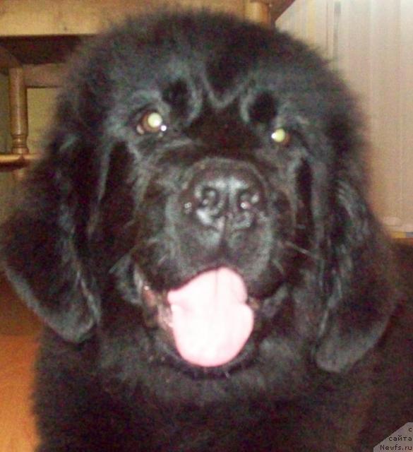 Фото: ньюфаундленд Любовь Земная