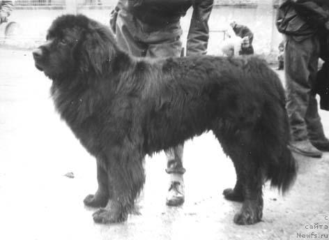 Фото: ньюфаундленд Д Бэнтон Бриттекс