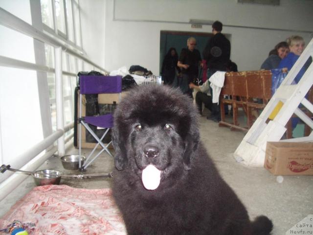 Фото: ньюфаундленд Урман Таежный от Сибирского Медведя