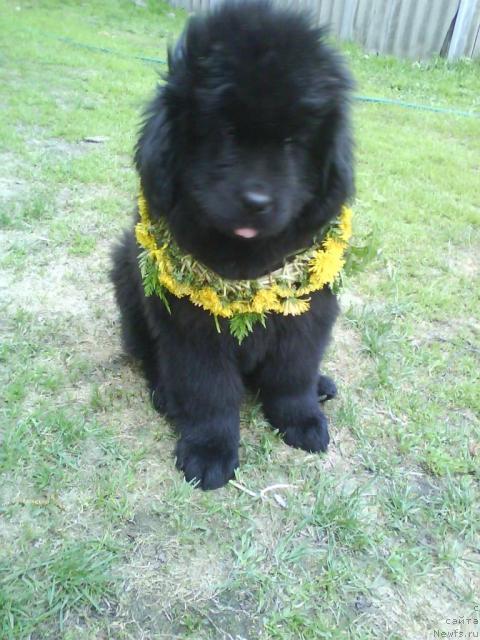 Фото: ньюфаундленд Урман Таежный от Сибирского Медведя