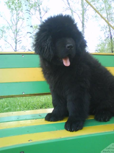 Фото: ньюфаундленд Урман Таежный от Сибирского Медведя
