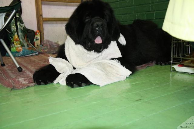 Фото: ньюфаундленд Потап Цеверон