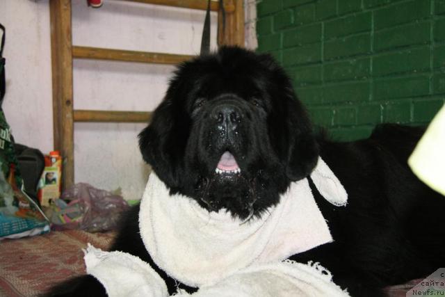 Фото: ньюфаундленд Потап Цеверон