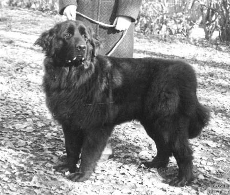 Фото: ньюфаундленд Жельси Гавр Сейвер