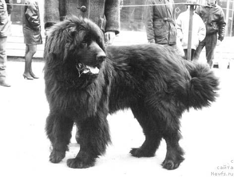 Фото: ньюфаундленд Кардинал Ришель А Адбесс Альтер Эго