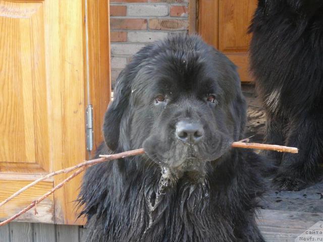 Фото: ньюфаундленд Симуран от Сибирского Медведя