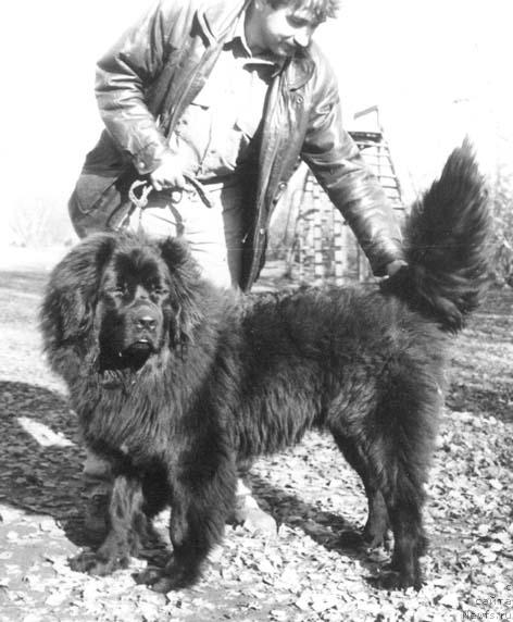 Фото: ньюфаундленд Князь Забар Сейвер