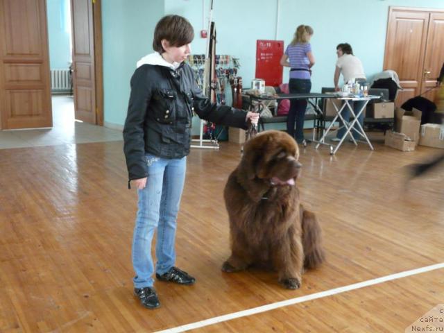 Фото: ньюфаундленд Настоящий Шик от Сибирского Медведя (Nastoyaschiy Shik ot Sibirskogo Medvedya)