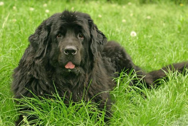 Фото: ньюфаундленд Вожди Атлантиды Габби