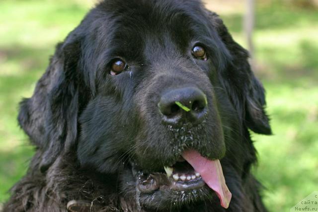Фото: ньюфаундленд Вожди Атлантиды Габби