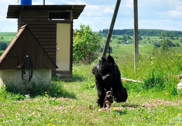 Фото: ньюфаундленд Джентли Бон из Медвежьего Яра