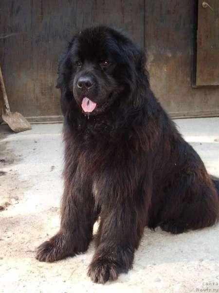 Фото: ньюфаундленд Кумир из Медвежьего Яра (Kumir iz Medvejyego Yara)