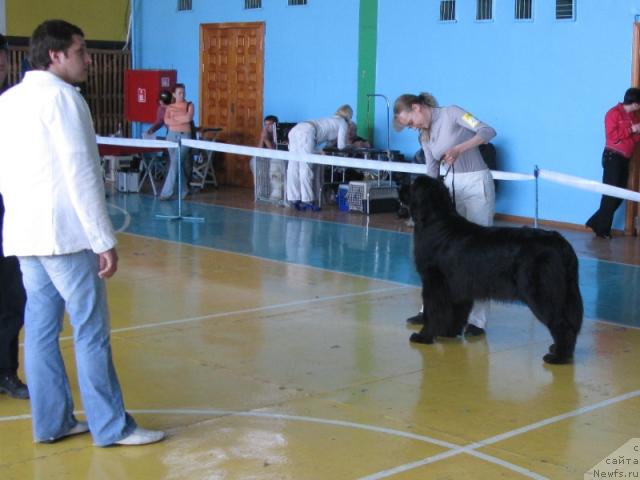 Фото: ньюфаундленд King of Helluland Dizzy Beauty, эксперт Лепеха Е.