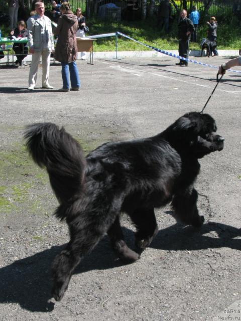 Фото: ньюфаундленд King of Helluland Dizzy Beauty