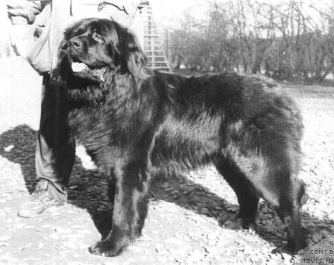 Фото: ньюфаундленд Орди Норро оф Лайф Сейвер