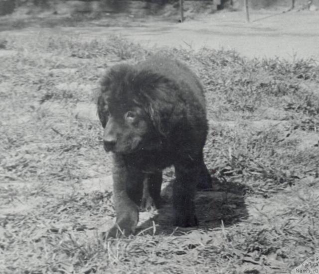 Фото: ньюфаундленд Пандора Жаффоиз