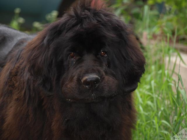 Фото: ньюфаундленд Сент Джонс Жозефина (Sent Djons Zhozefina)