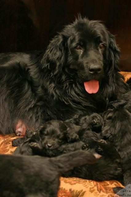 Фото: ньюфаундленд Вожди Атлантиды Габби