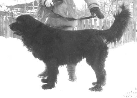 Фото: ньюфаундленд Солли Ивлор