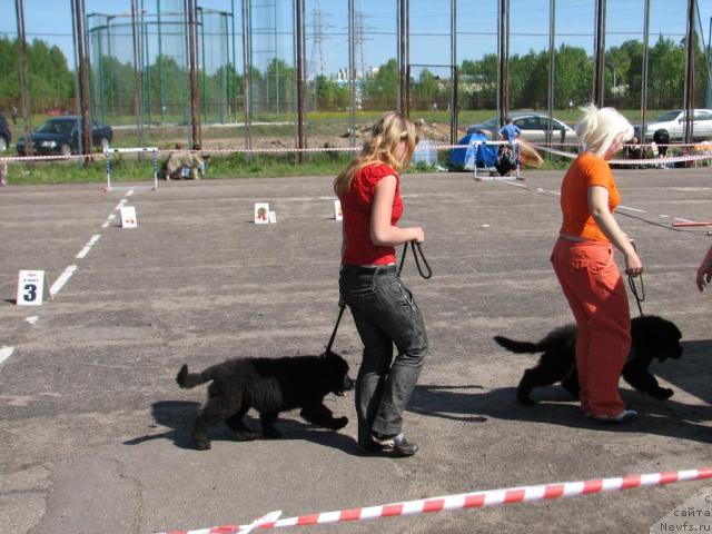 Фото: ньюфаундленд Лакомка Лаванда, ньюфаундленд Любимый Ловелас