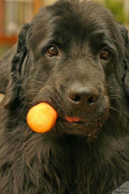 Фото: ньюфаундленд Вожди Атлантиды Габби