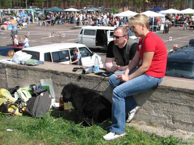 Фото: ньюфаундленд Любимый Ловелас