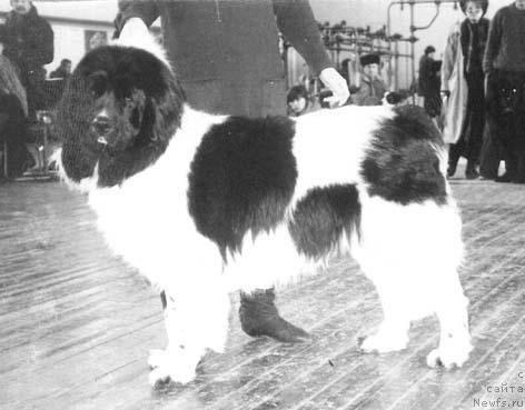 Фото: ньюфаундленд Наат Мист