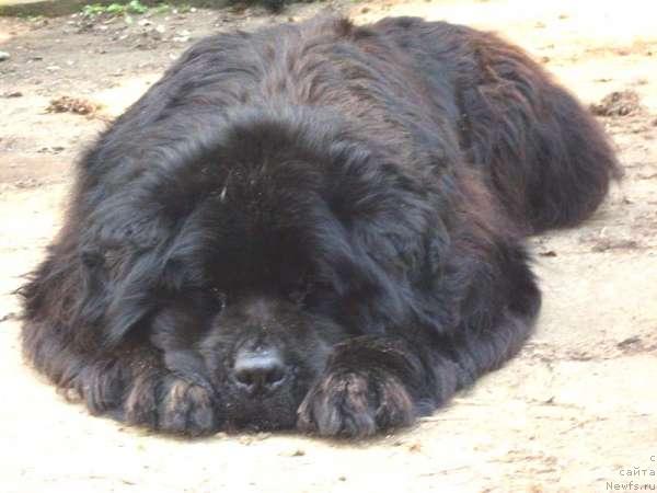 Фото: ньюфаундленд Кумир из Медвежьего Яра (Kumir iz Medvejyego Yara)