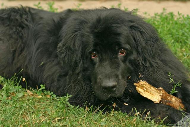 Фото: ньюфаундленд Вожди Атлантиды Габби