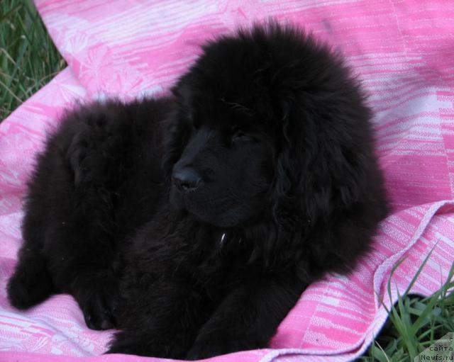 Фото: ньюфаундленд Лунная Красавица