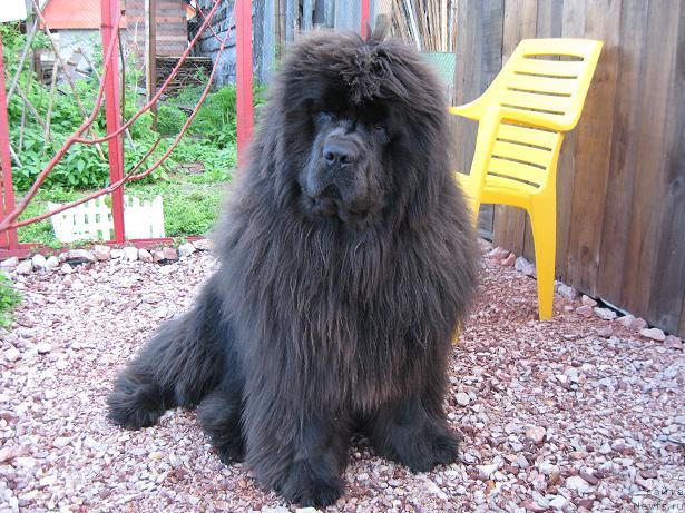 Фото: ньюфаундленд Захар из Медвежьего Яра