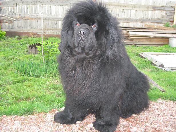 Фото: ньюфаундленд Южный Шарм из Медвежьего Яра (Yuzhny Sharm iz Medvejyego Yara)