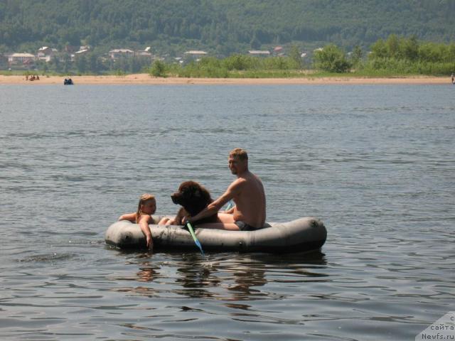 Фото: ньюфаундленд Конфуций, Андрей Ларин, Анжела