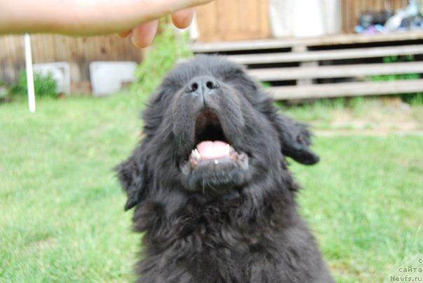 Фото: ньюфаундленд Формула Любви от Сибирского Медведя