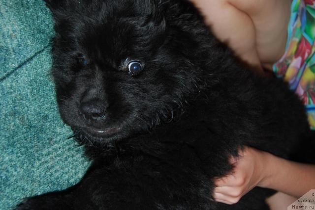 Фото: ньюфаундленд Формула Любви от Сибирского Медведя