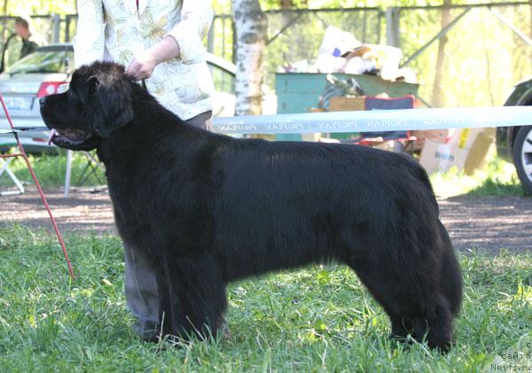 Фото: ньюфаундленд Бегущая по Волнам Вам и не Снилось (Begushaya po Volnam Vam I Ne Snilos)