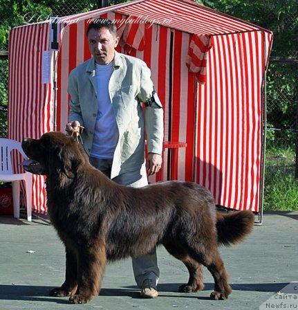 Фото: ньюфаундленд Итгай