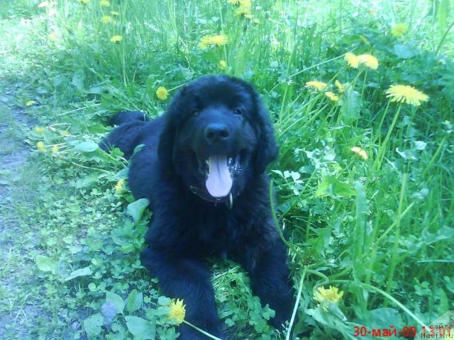 Фото: Аввадан Дамир Питомник Жастин Кар (Москва)