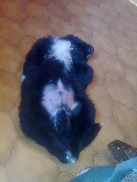 Фото: ньюфаундленд Плюшевая Панда Пекинский Талисман, ньюфаундленд Плюшевая Панда Пекинский Талисман