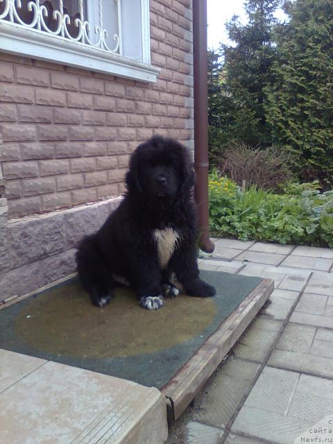 Фото: ньюфаундленд Плюшевая Панда Пекинский Талисман