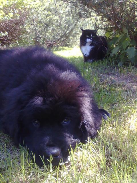 Фото: ньюфаундленд Плюшевая Панда Пекинский Талисман