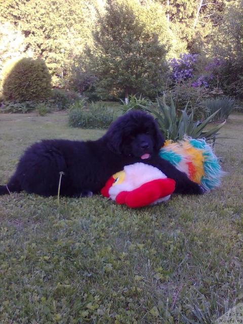 Фото: ньюфаундленд Плюшевая Панда Пекинский Талисман