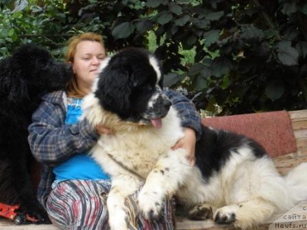 Фото: ньюфаундленд Сент Джонс Питер Пен (Sent Djons Piter Pen)