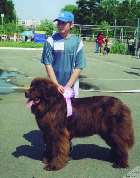 Фото: ньюфаундленд Хони Сан из Медвежьего Яра